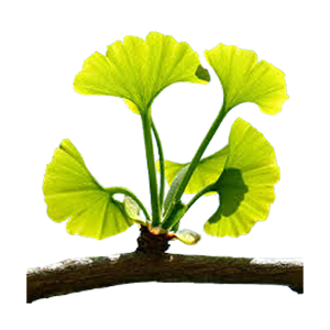 Ginkgo Biloba
